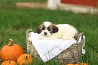 Sarah, a female Shihpoo for sale in Lebanon, PA – 1 of 9