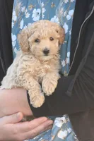 Trent, a male Poodle - Toy  for sale in Lebanon, PA – 5 of 9
