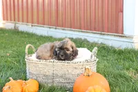 Seth, a male Shih Tzu and Poodle - Toy  for sale in Lebanon, PA – 2 of 9
