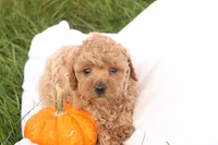 Tasha, a female Poodle - Toy  for sale in Lebanon, PA – 2 of 10