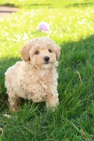 Trent, a male Poodle - Toy  for sale in Lebanon, PA – 1 of 9