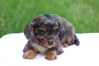 Chloe, a female Cavapoo for sale in Lebanon, PA – 4 of 10