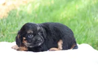 Casey, a female Cavapoo for sale in Lebanon, PA – 2 of 10
