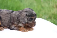Chloe, a female Cavapoo for sale in Lebanon, PA – 3 of 10