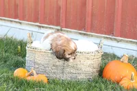 Sage, a female Shih Tzu and Poodle - Toy  for sale in Lebanon, PA – 9 of 9