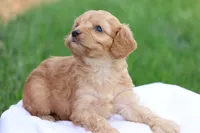 Carl, a male Cavapoo for sale in Lebanon, PA – 2 of 8