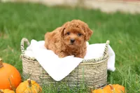 Hunter, a male Havapoo for sale in Lebanon, PA – 4 of 10