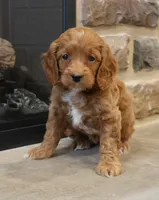 Christi, a female Cockapoo for sale in Lebanon, PA – 1 of 6