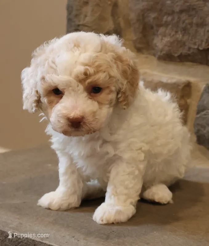 Brenda – Bichpoo puppy for sale in Lebanon, PA