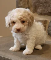 Brenda, a female Bichpoo for sale in Lebanon, PA – 1 of 7