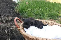Hudson, a male Havapoo for sale in Lebanon, PA – 8 of 8