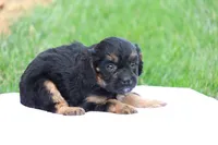 Casey, a female Cavapoo for sale in Lebanon, PA – 8 of 10