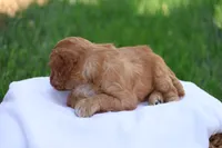 Christa, a female Cavapoo for sale in Lebanon, PA – 3 of 10