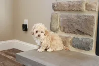 Sarah, a female Shihpoo for sale in Lebanon, PA – 3 of 10