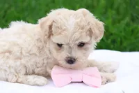 Megan, a female Maltipoo for sale in Lebanon, PA – 6 of 7