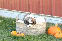 Scott, a male Shih Tzu and Poodle - Toy  for sale in Lebanon, PA – 5 of 9