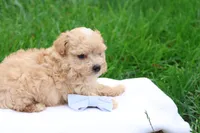 Mathew, a male Maltipoo for sale in Lebanon, PA – 7 of 7