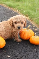 Timber, a male Poodle - Toy  for sale in Lebanon, PA – 8 of 9