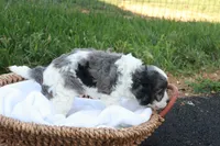 Carlin, a male Cavapoo for sale in Lebanon, PA – 7 of 7
