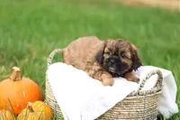 Shawn, a male Shihpoo for sale in Lebanon, PA – 7 of 10