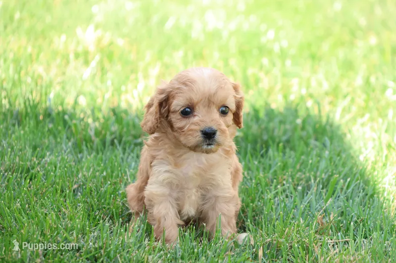 Curtis – Cavapoo puppy for sale in Lebanon, PA