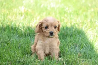 Curtis, a male Cavapoo for sale in Lebanon, PA – 1 of 9
