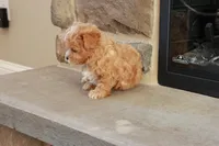 Sabrina, a female Shihpoo for sale in Lebanon, PA – 3 of 10
