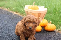 Tanner, a male Poodle - Toy  for sale in Lebanon, PA – 7 of 9