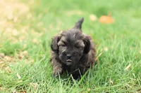 Sheldon, a male Shihpoo for sale in Lebanon, PA – 5 of 9