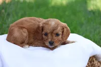 Christa, a female Cavapoo for sale in Lebanon, PA – 8 of 10