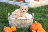 Trent, a male Poodle - Toy  for sale in Lebanon, PA – 6 of 9
