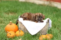 Jennica, a female Jack Russell Terrier and Poodle - Toy  for sale in Lebanon, PA – 9 of 10