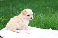 Melody, a female Maltipoo for sale in Lebanon, PA – 8 of 10
