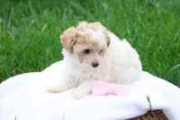 Hannah  (6-10lbs fullgrown), a female Havapoo for sale in Lebanon, PA – 5 of 9