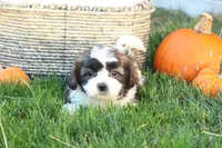 Scott, a male Shih Tzu and Poodle - Toy  for sale in Lebanon, PA – 6 of 9