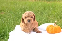 Timber, a male Poodle - Toy  for sale in Lebanon, PA – 4 of 9