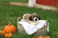 Skyler, a male Shihpoo for sale in Lebanon, PA – 6 of 10
