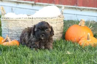 Serenity, a female Shih Tzu and Poodle - Toy  for sale in Lebanon, PA – 8 of 9