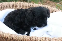 Hanson, a male Havapoo for sale in Lebanon, PA – 3 of 7