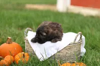 Sheldon, a male Shihpoo for sale in Lebanon, PA – 6 of 9