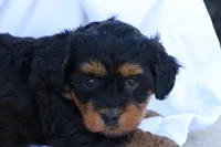 Hellen, a female Havapoo for sale in Lebanon, PA – 9 of 9