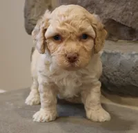 Ben, a male Bichpoo for sale in Lebanon, PA – 3 of 5
