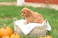 Holly, a female Havapoo for sale in Lebanon, PA – 3 of 10
