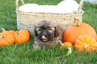 Seth, a male Shih Tzu and Poodle - Toy  for sale in Lebanon, PA – 7 of 9
