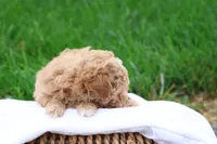 Mel, a male Maltipoo for sale in Lebanon, PA – 2 of 9