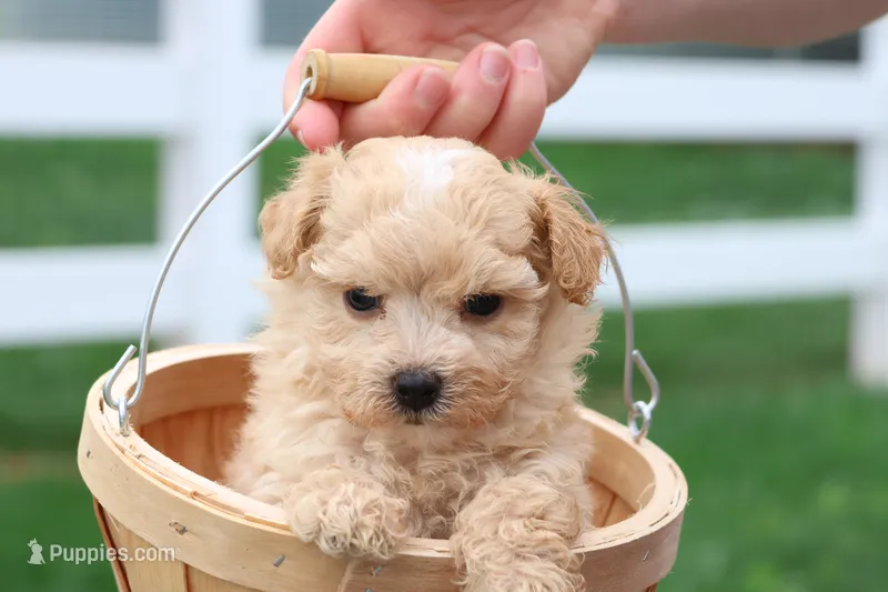 Mathew – Maltipoo puppy for sale in Lebanon, PA