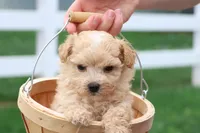 Mathew, a male Maltipoo for sale in Lebanon, PA – 1 of 7