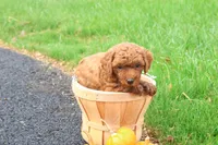 Tanner, a male Poodle - Toy  for sale in Lebanon, PA – 6 of 9