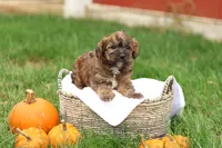 Jennica, a female Jack Russell Terrier and Poodle - Toy  for sale in Lebanon, PA – 2 of 10