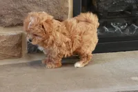 Sabrina, a female Shihpoo for sale in Lebanon, PA – 6 of 10